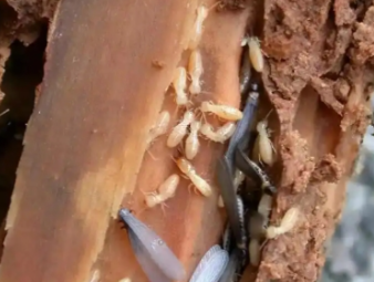 黄平白蚁防治公司分享白蚁高发季节特点与阶段性防控方案